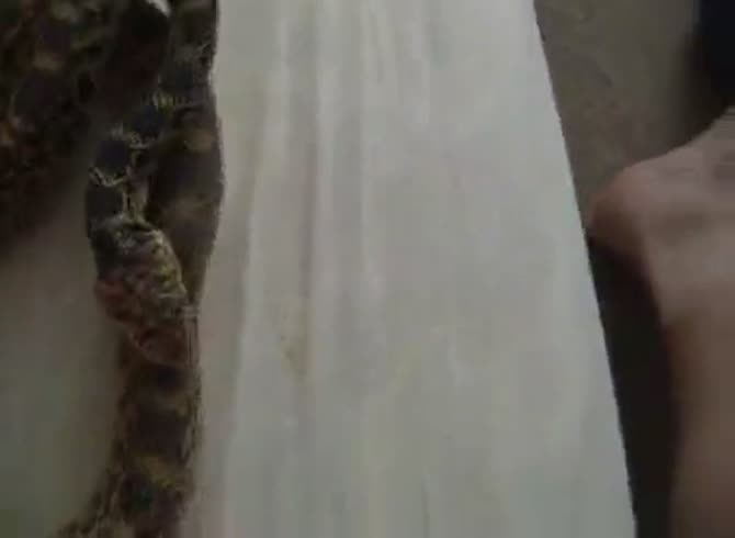 ash ash tisdale add man fucks snake image