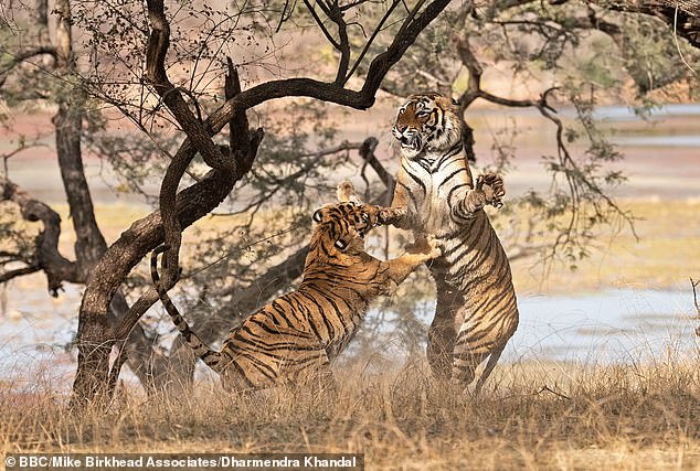 claudia vaughan add safari tiger bbc photo