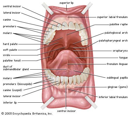 deanna roland add come in mouth image