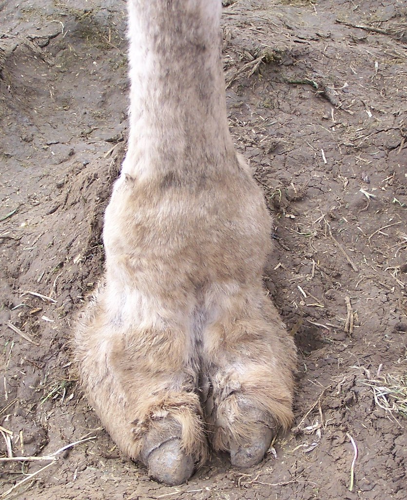 andrew mize add real camel toe photo