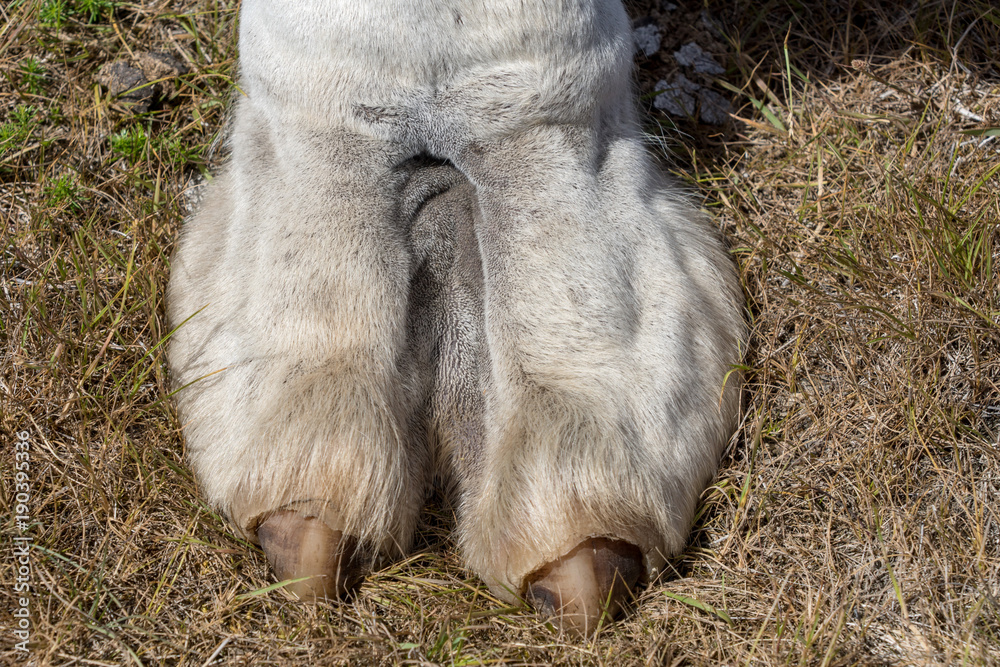 bela lopes add real camel toe photo