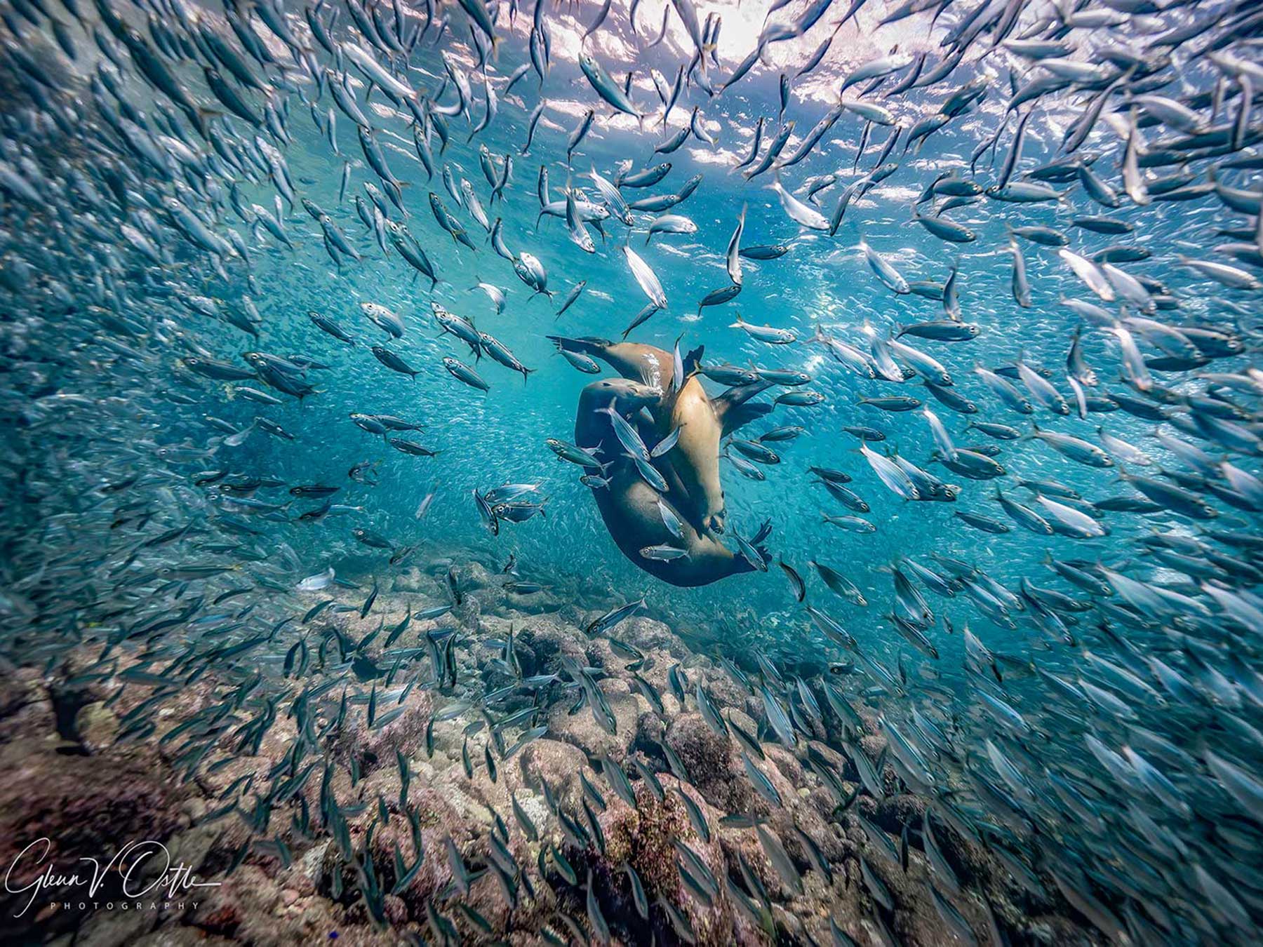 ben prew add dreamy bull fishing video photo