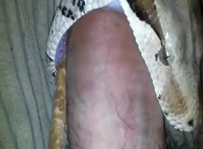 alexander sianturi add man fucks snake photo