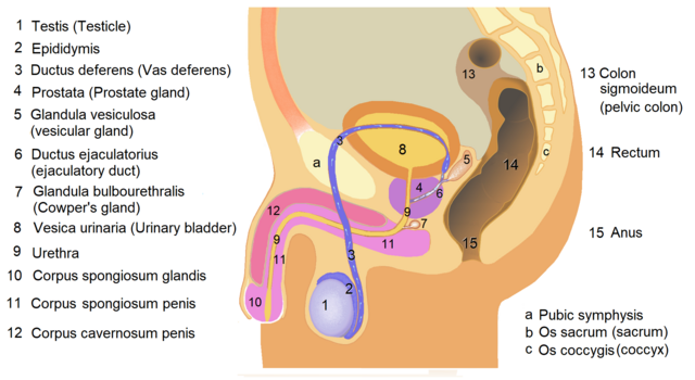 doctoru doc add 4k pornok photo